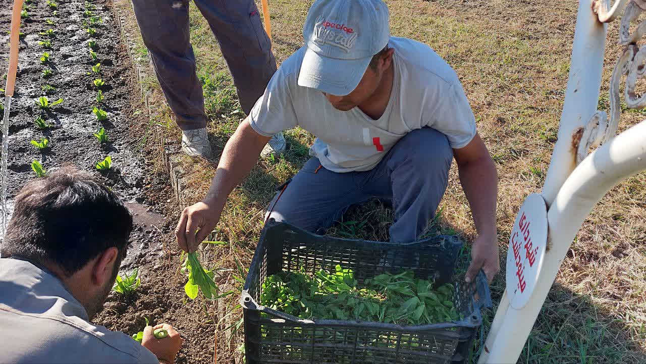 کاشت گل‌های فصلی در بلوارها و میادین شهر مینودشت به‌منظور زیباسازی فضای شهری